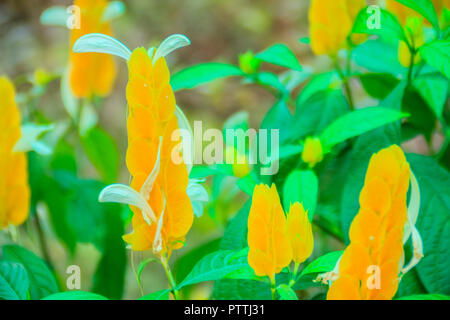 Schöne gelbe Lutscher (Pachystachys lutea) Blumen mit grünen Blättern Hintergrund. Pachystachys lutea, durch den gemeinsamen Namen lollipop Pflanze bekannt und Stockfoto