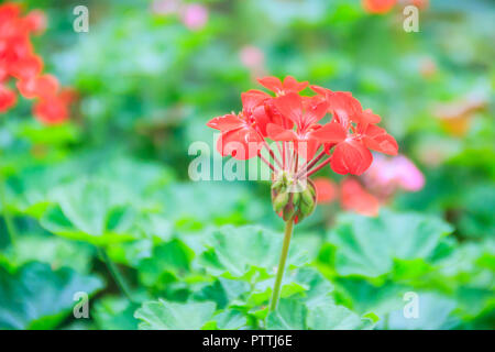 Red zonalen Geranium (Pelargonium zonale) Blüte mit grünen Blättern Hintergrund. Pelargonium zonale, bekannt als Hufeisen pelargonium oder wildemalva, eine Wilde Stockfoto