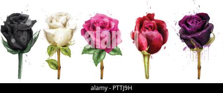 Aquarell mit mehreren Farben roses Sammlung Vektor. Schwarze Rose, rosa, roten Blüten. Schöne detaillierte floraler Abbildung Stock Vektor