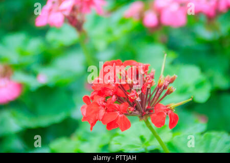 Red zonalen Geranium (Pelargonium zonale) Blüte mit grünen Blättern Hintergrund. Pelargonium zonale, bekannt als Hufeisen pelargonium oder wildemalva, eine Wilde Stockfoto