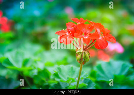 Red zonalen Geranium (Pelargonium zonale) Blüte mit grünen Blättern Hintergrund. Pelargonium zonale, bekannt als Hufeisen pelargonium oder wildemalva, eine Wilde Stockfoto