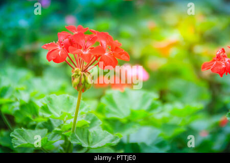 Red zonalen Geranium (Pelargonium zonale) Blüte mit grünen Blättern Hintergrund. Pelargonium zonale, bekannt als Hufeisen pelargonium oder wildemalva, eine Wilde Stockfoto