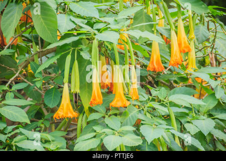 Die Gelben Engel Trompete Blumen (Brugmansia suaveolens) am Baum. Brugmansia suaveolens auch als Engel Trompete, oder Angel's Tränen genannt, ist eine nach Süden Americ Stockfoto