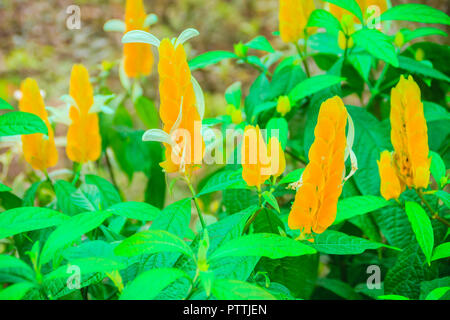 Schöne gelbe Lutscher (Pachystachys lutea) Blumen mit grünen Blättern Hintergrund. Pachystachys lutea, durch den gemeinsamen Namen lollipop Pflanze bekannt und Stockfoto