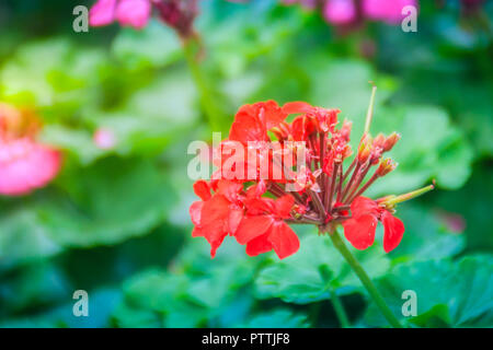 Red zonalen Geranium (Pelargonium zonale) Blüte mit grünen Blättern Hintergrund. Pelargonium zonale, bekannt als Hufeisen pelargonium oder wildemalva, eine Wilde Stockfoto