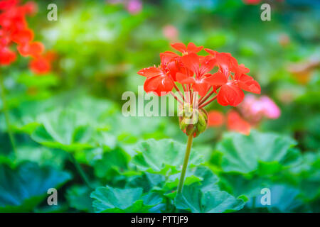 Red zonalen Geranium (Pelargonium zonale) Blüte mit grünen Blättern Hintergrund. Pelargonium zonale, bekannt als Hufeisen pelargonium oder wildemalva, eine Wilde Stockfoto