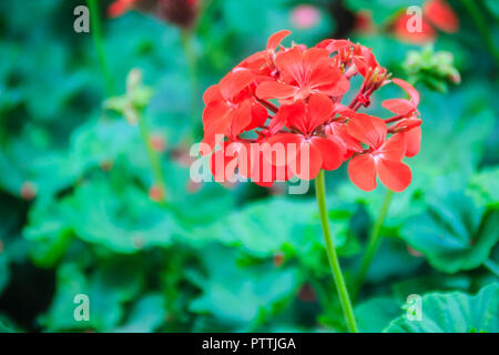 Red zonalen Geranium (Pelargonium zonale) Blüte mit grünen Blättern Hintergrund. Pelargonium zonale, bekannt als Hufeisen pelargonium oder wildemalva, eine Wilde Stockfoto