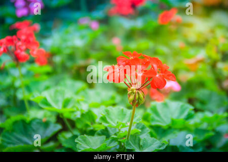 Red zonalen Geranium (Pelargonium zonale) Blüte mit grünen Blättern Hintergrund. Pelargonium zonale, bekannt als Hufeisen pelargonium oder wildemalva, eine Wilde Stockfoto