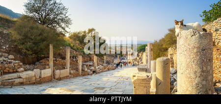 Panorama von Ephesus - Curetes Street, mit einer Katze sitzt auf einer Spalte Stockfoto