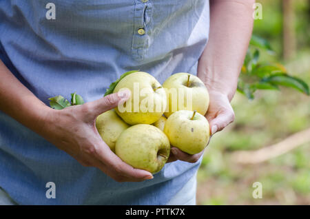 Frau mittleren Alters hält Äpfel im Garten Stockfoto