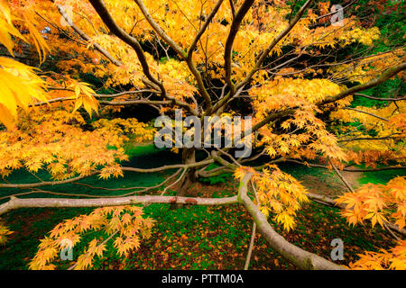 Goldene Ahorn im Herbst Stockfoto