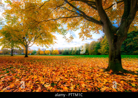 Herbstlaub und Bäume Stockfoto