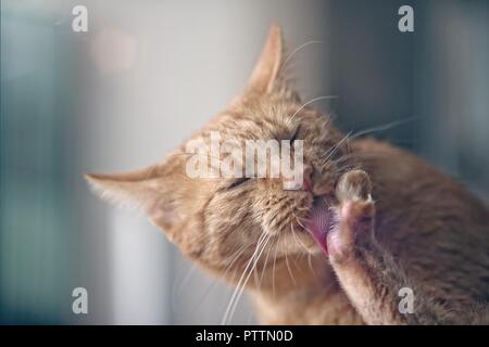 Katzenhygiene. Ingwer süße Katze leckt seine Pfote. Stockfoto