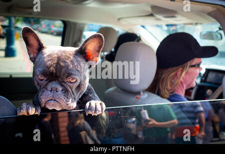 Ein Hund mit großen Ohren ragt aus einem Auto Fenster an einem sonnigen Tag in San Francisco Stockfoto