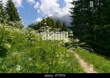 Wiese Blumen in voller Blüte auf den Hügeln rund um Col de La Forclaz Frankreich Stockfoto