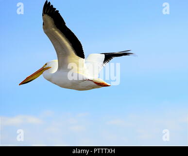 Eine amerikanische Pelican schwebt über mit den blauen Frühlingshimmel glühende um den Vogel Stockfoto