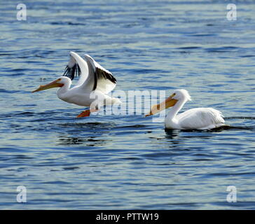 Eine American White Pelican nimmt für den Flug vor der zweite Vogel Stockfoto