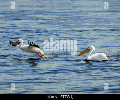 Eine amerikanische Pelican hebt ab, während eine zweite schwimmt auf der Wasseroberfläche Stockfoto