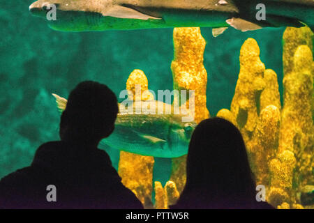 Paar silhouette Beobachten ein Hai im Aquarium Stockfoto