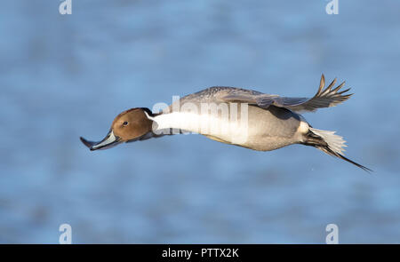 Tief im Winkel nahe an, wilde britische Pintail drake (Anas acuta) isoliert im Mittelflug, über Wasser, Flügel verbreiten das Gleiten. Entenflieger aus dem nördlichen Nadelschwanz. Stockfoto