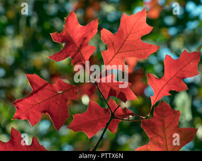 Blätter von Roteiche Quercus Rubra im Herbst Stockfoto