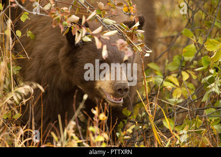 Schwarzer Bär Essen Hawthorne Beeren Stockfoto