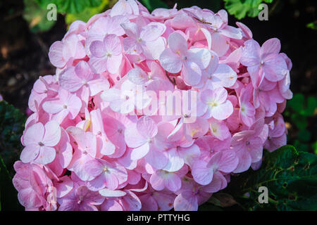 Schönen Pink Hydrangea macrophylla Blumen Hintergrund. Gemeinsamen Namen gehören bigleaf, Französisch, lacecap, moppköpfe aus Hortensien, Penny mac und Hortensia. Stockfoto