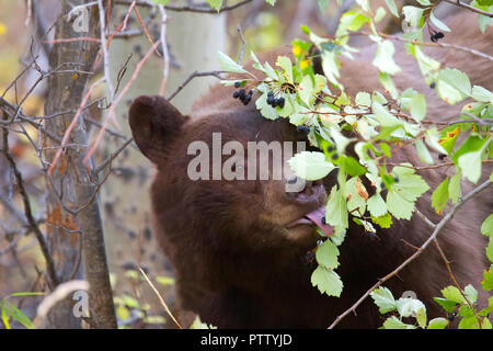 Schwarzer Bär Essen Hawthorne Beeren Stockfoto