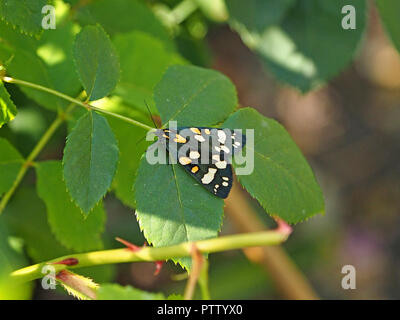 Tag - fliegen bunte Scarlet Tiger Moth (Callimorpha dominula früher Panaxia dominula) ruht auf Laub in Gloucestershire, England, Großbritannien Stockfoto