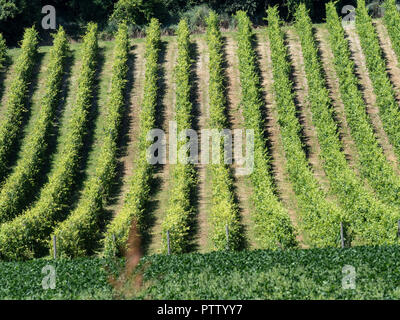 Weinberge am Gabiano, Alessandria, Monferrato, Piemont, Italien. Sommer Landschaft Stockfoto