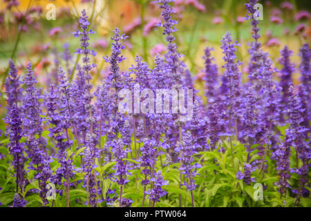 Mealycup Salbei (Salvia farinacea) Lila Blume Hintergrund. Salvia farinacea, auch bekannt als mealycup Salbei, oder mehlig Salbei, ist eine krautige Staude nat Stockfoto