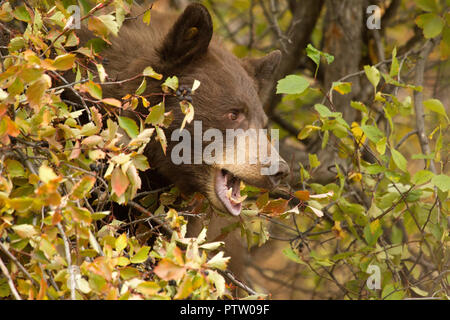 Schwarzer Bär Essen Hawthorne Beeren Stockfoto