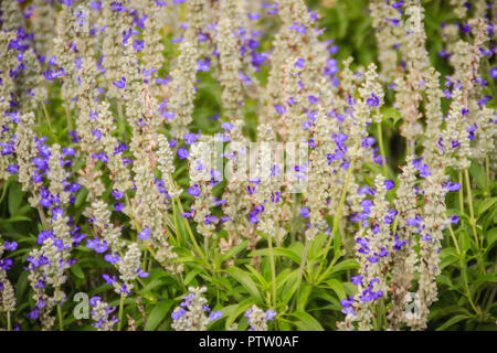 Mealycup Salbei (Salvia farinacea) Weiß und Lila Blume Hintergrund. Salvia farinacea, auch bekannt als mealycup Salbei, oder mehlig Salbei, ist eine krautige Pro Stockfoto