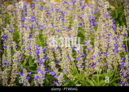 Mealycup Salbei (Salvia farinacea) Weiß und Lila Blume Hintergrund. Salvia farinacea, auch bekannt als mealycup Salbei, oder mehlig Salbei, ist eine krautige Pro Stockfoto