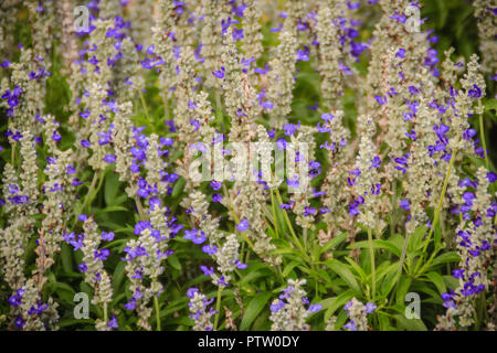 Mealycup Salbei (Salvia farinacea) Weiß und Lila Blume Hintergrund. Salvia farinacea, auch bekannt als mealycup Salbei, oder mehlig Salbei, ist eine krautige Pro Stockfoto