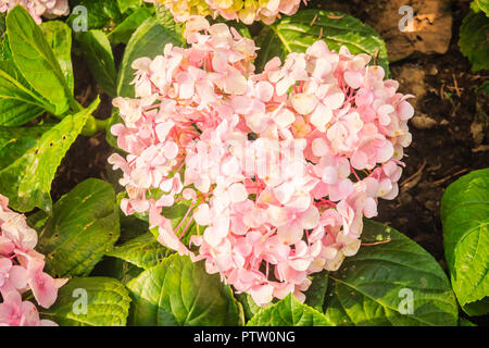 Rosa herzförmige Hydrangea macrophylla Blumen Hintergrund. Gemeinsamen Namen gehören bigleaf, Französisch, lacecap, moppköpfe aus Hortensien, Penny mac und Hortensia. Stockfoto