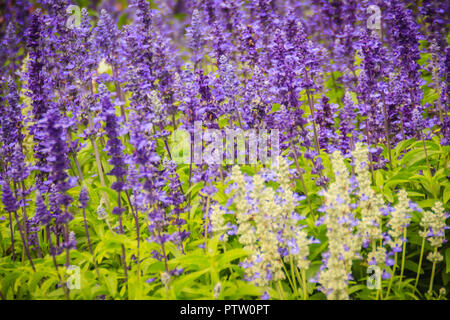 Mealycup Salbei (Salvia farinacea) Weiß und Lila Blume Hintergrund. Salvia farinacea, auch bekannt als mealycup Salbei, oder mehlig Salbei, ist eine krautige Pro Stockfoto