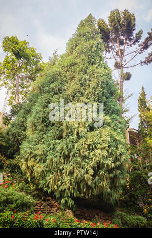 Evergreen Microbiota decussata (Sibirische Teppich Zypresse, Russische Arbor - vitae) Baum Hintergrund. Mikrobiota ist eine monotypische Gattung von immergrünen Nadelbäumen Stockfoto