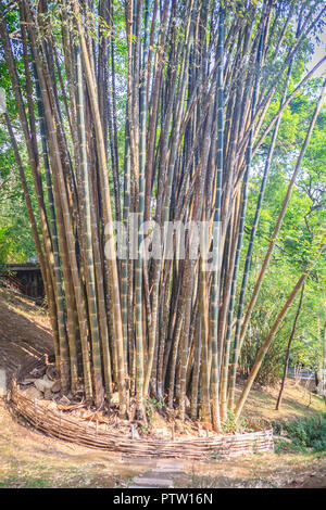 Giant bamboo Tree trunks (Dendrocalamus giganteus), auch bekannt als Dragon Bambus oder giant Bambus, ist eine riesige tropische und subtropische, Dichten - verklumpen s Stockfoto