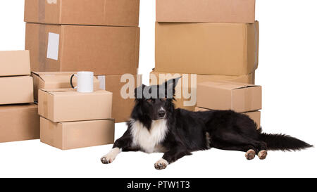 Home Umzüge Konzept wie Border Collie Hund warten in der Nähe der gepackten Kartons bereit, in ein anderes Haus auf weißem Hintergrund zu bewegen. Stockfoto