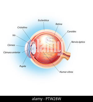 Augenstruktur Stockfoto