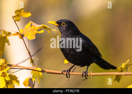 Männliche Amsel (Turdus merula) auf Zweig mit hellen herbstlich gefärbten Hintergrund thront Stockfoto