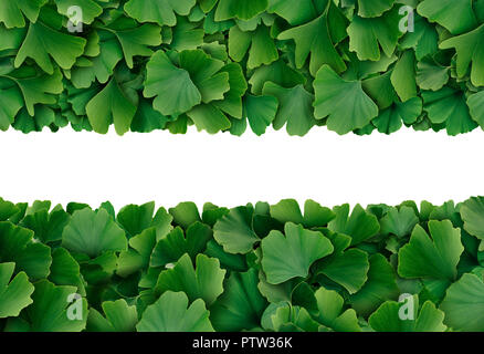Ginkgo Biloba leaf Grenze auf einem weißen Hintergrund als Kräutermedizin Konzept und natürlichen Phytotherapie Medikamente Symbol für Heilung isoliert. Stockfoto
