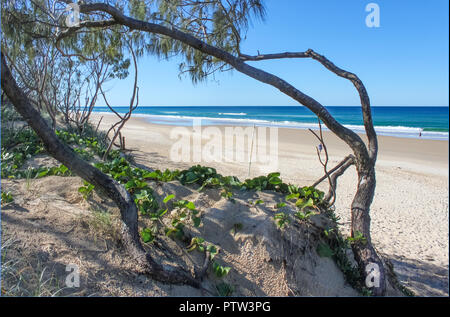 Knorrige Zedern und Meer Trauben Frame einen Blick auf das Meer und einem breiten Strand mit ein paar Leute zum Sonnenbaden ein Fuß auf dem Sand in der Ferne Stockfoto