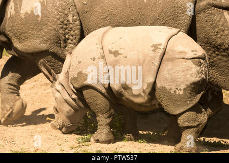 Indian rhino Kalb mit Mutter Stockfoto