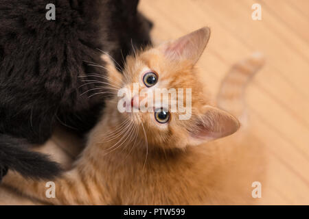 Süße Ingwer und schwarz Kitty. Katzen 8 Wochen alt. Felis silvestris catus. Zwei kleine Kätzchen spielen auf Holzboden. Neugierige Katze Kitty. Haustiere. Stockfoto