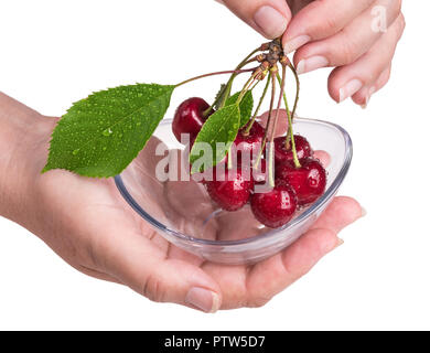 Bündel von Süßkirschen mit menschlichen Händen und Glas Schüssel. Prunus avium. Schöne Nahaufnahmen der rote reife Kirsche Frucht mit Wassertropfen und grünen Blättern. Stockfoto