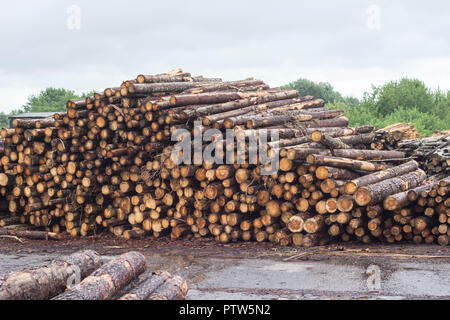 Ein riesiger Haufen Baumstämme aus dem Wald, ein Sägewerk, Schnittholz für den Export, Log Stockfoto