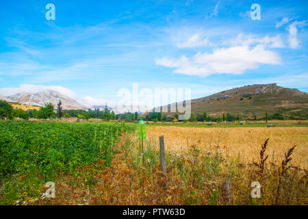 Anbau Feld. Villaverde de la Peña, Provinz Palencia, Spanien. Stockfoto