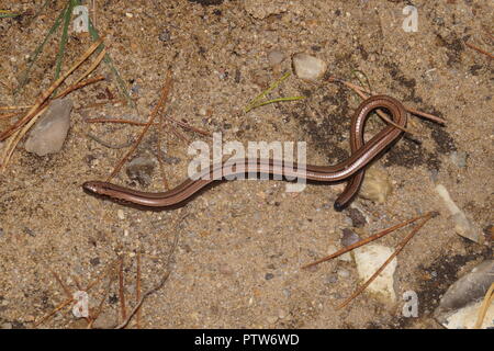 Anguis fragilis im Naturschutzgebiet "Fischbeker Heide' Hamburg Stockfoto